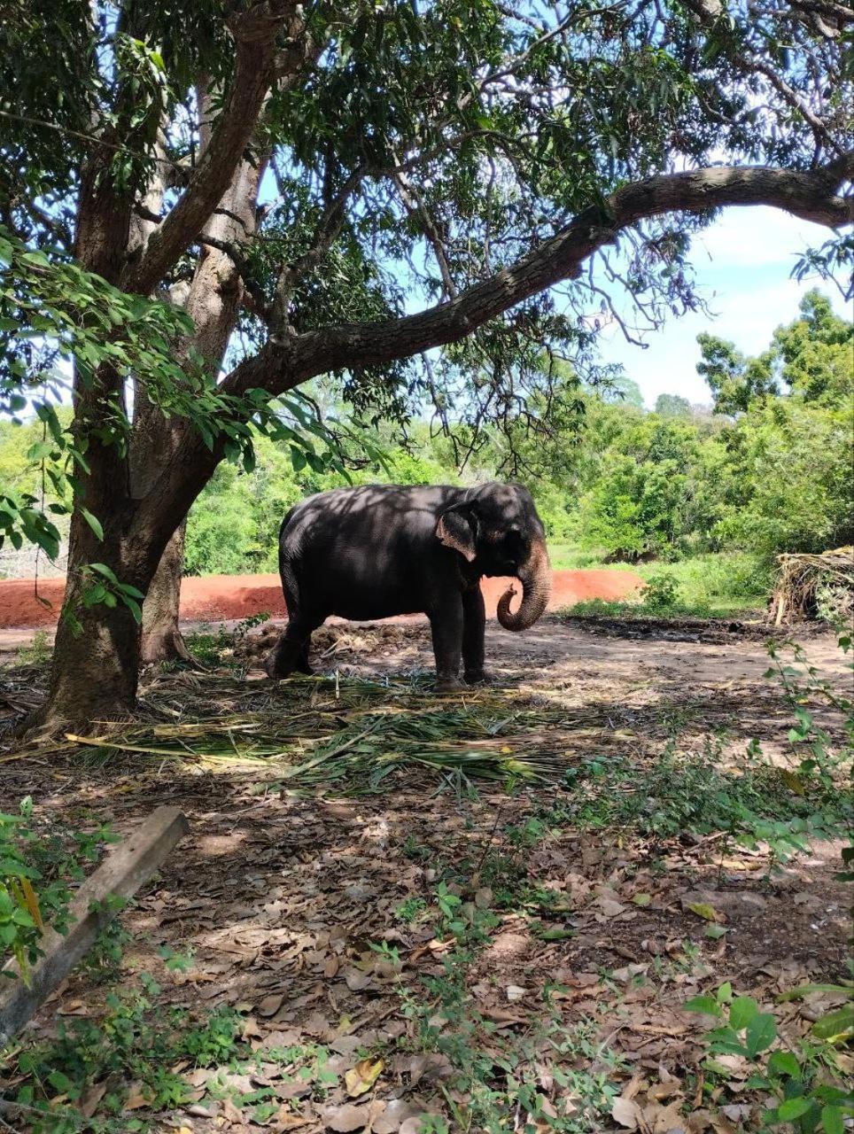 Sigiri Thilanka Rest Sigiriya Hotel Kültér fotó